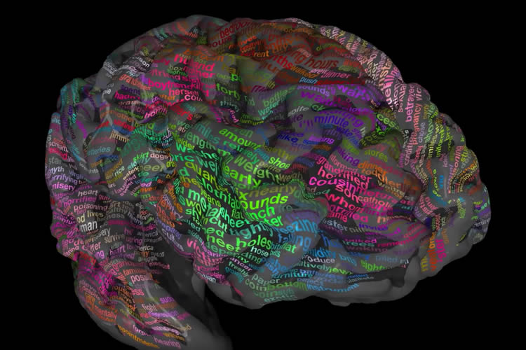 A new atlas of brain shows the where we store our words